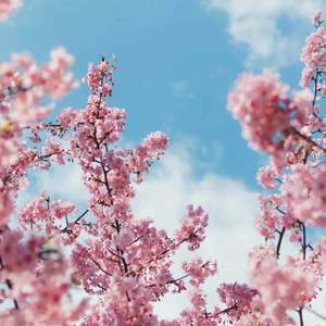 桃子视频网站免费观看网
